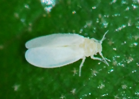 Crown Whitefly, Aleuroplatus coronata